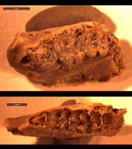 Upper and lower jaws discovered in 2013 of Protoptychus from the Washakie Basin of Wyoming.