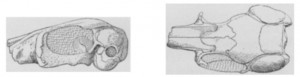 Skull discovered in Utah of Protoptychus in 1895.