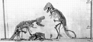 AMNH_rex_mount