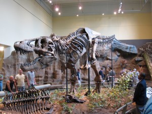Carnegie_Tyrannosaurus