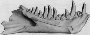 Dynamosaurus