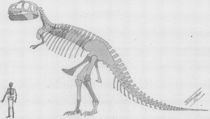 Tyrannosaurus_skeleton